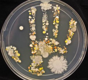mano bacterias